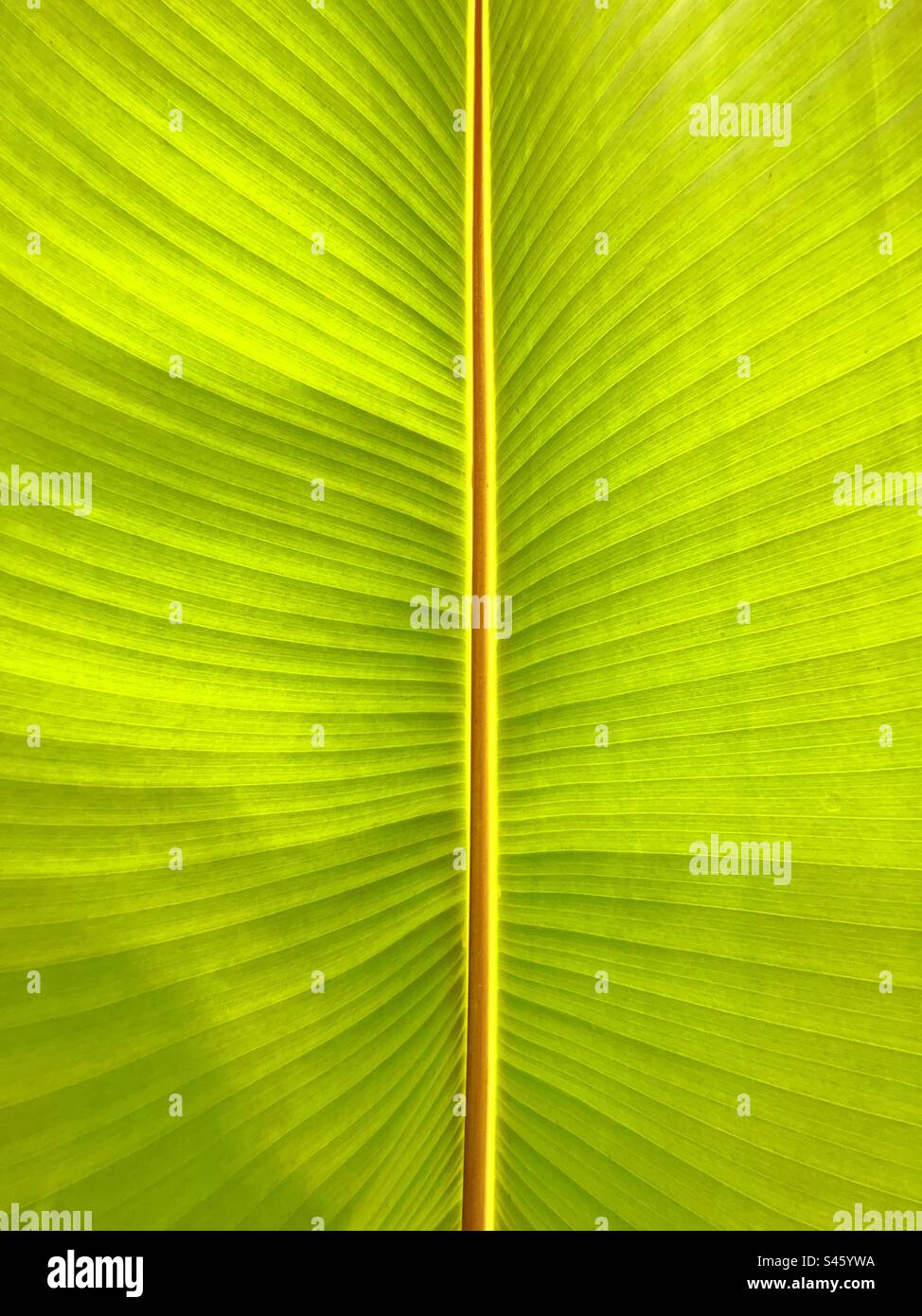 Pattern of veins on the large leaf of a tropical a plant. Backgrounds. - Smartphone Captured Stock Image