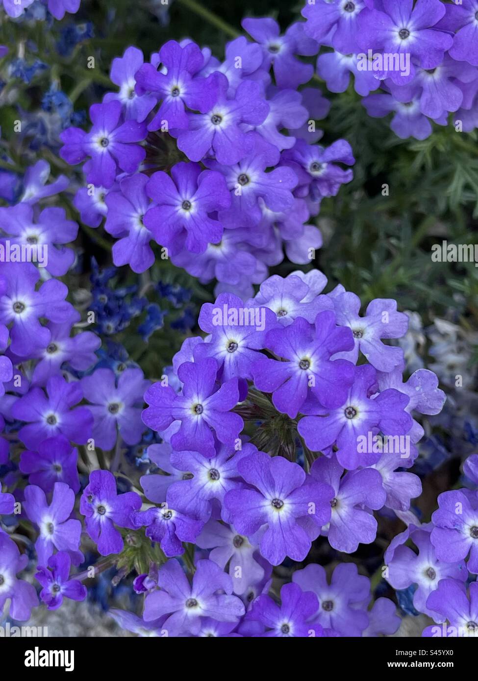 Violet flowers - Smartphone Captured Stock Image