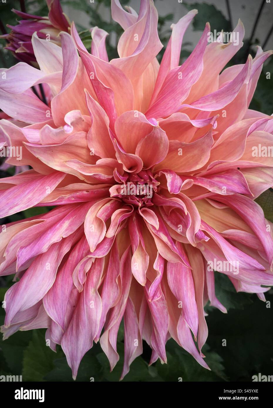 Beautiful Pink Flower - Smartphone Captured Stock Image
