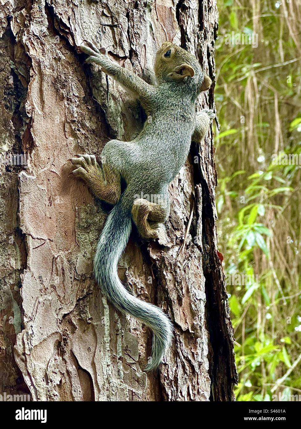 Found this baby on my lawn while mowing. Thank god I didn’t accidentally ran him over. I guess it is that time of year when little baby squirrel fall of the nest. Go home little one. - Smartphone Captured Stock Image