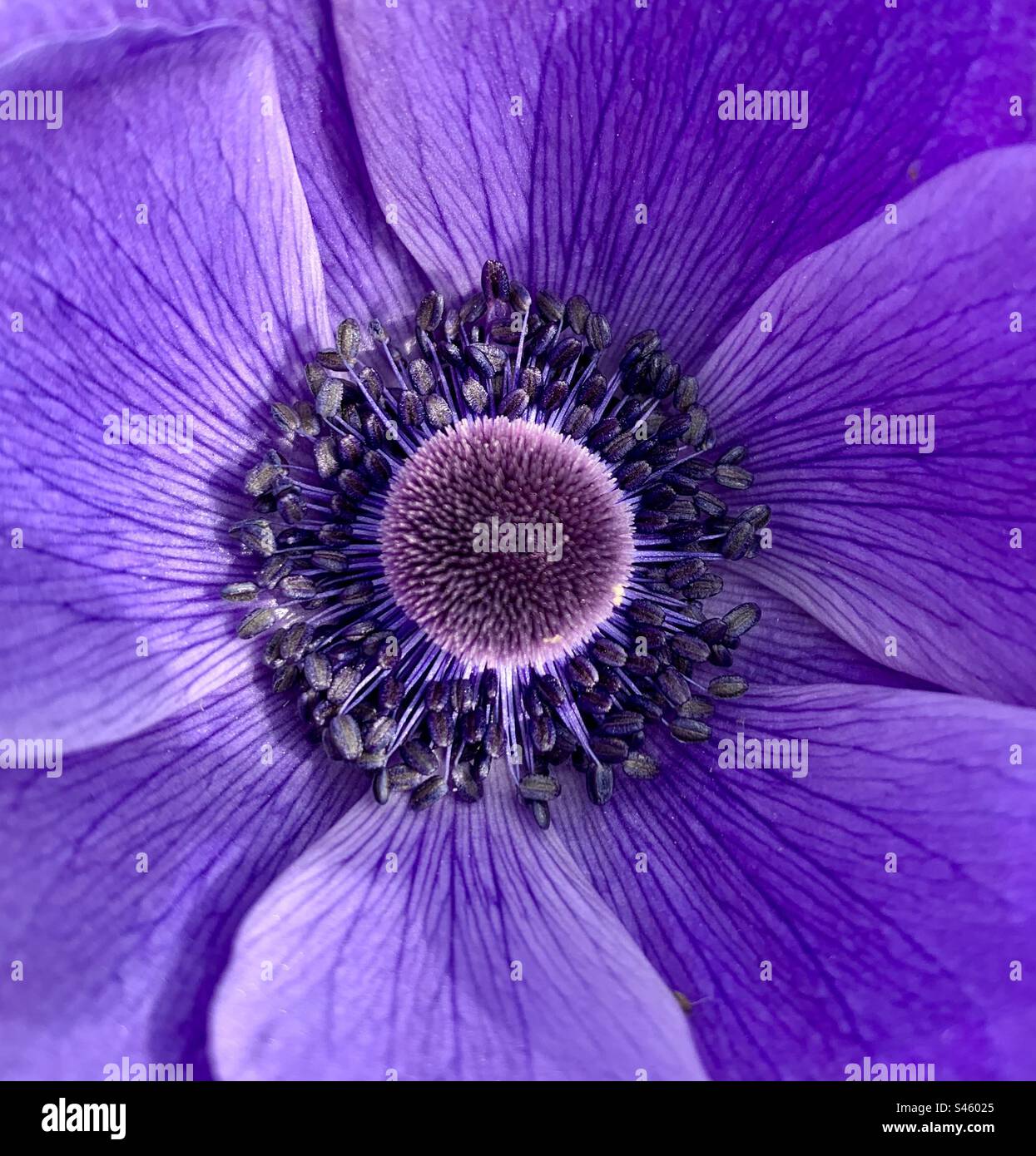 Close up of the centre of a vivid purple Anemone flower - Smartphone Captured Stock Image