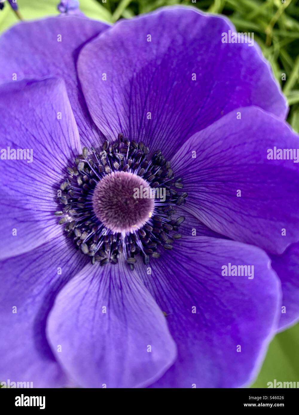 Purple Anemone flower - Smartphone Captured Stock Image