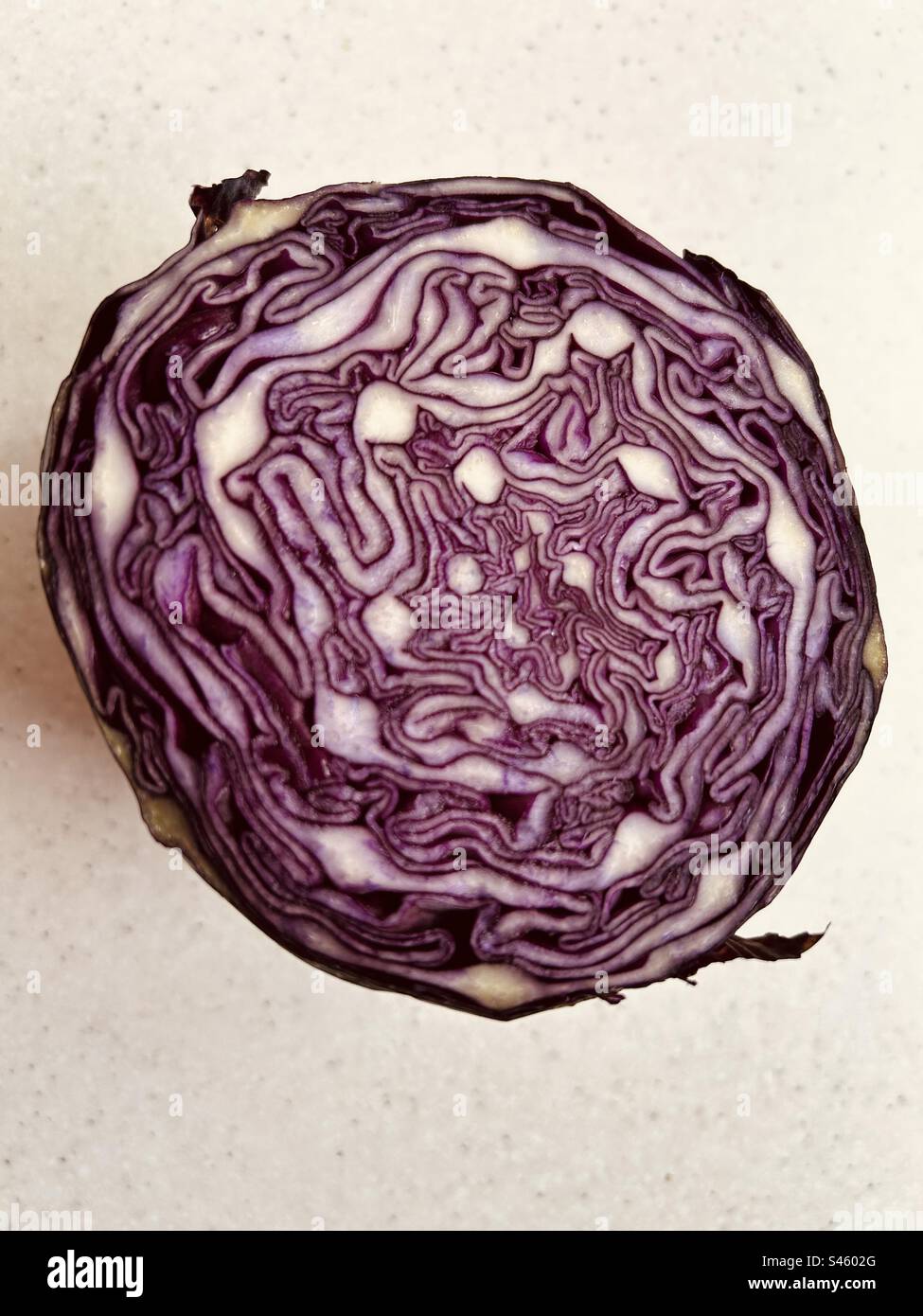 Halved red cabbage on speckled off-white surface. - Smartphone Captured Stock Image