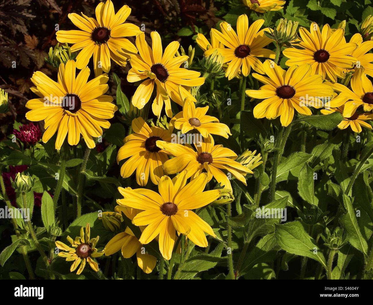 Heliopsis helianthoides is a species of flowering plant in the family Asteraceae, known by the common names rough oxeye, smooth oxeye and false sunflower. - Smartphone Captured Stock Image