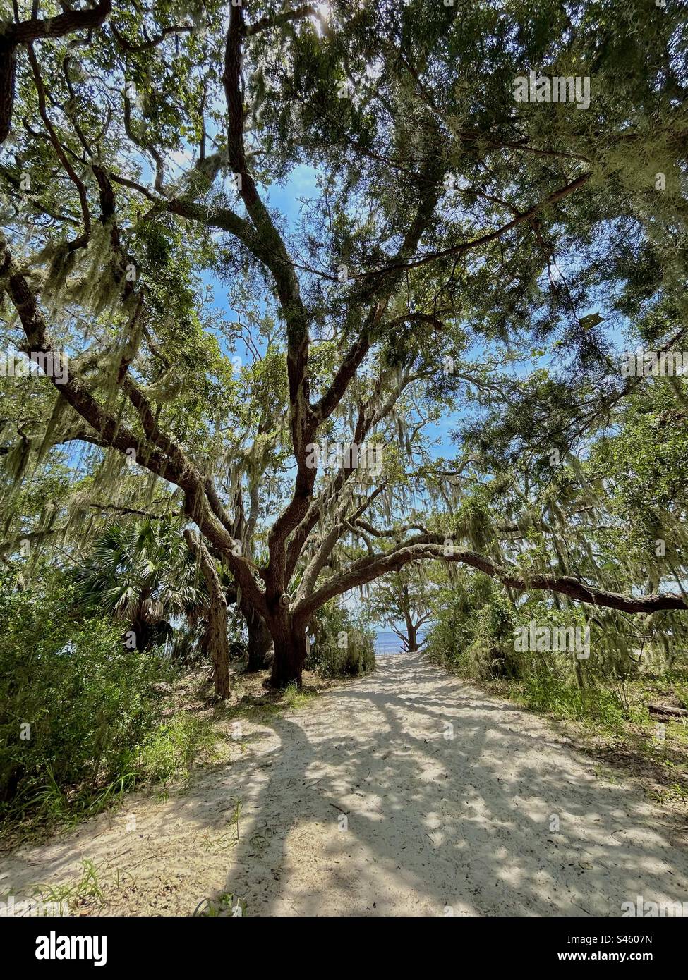 Sand live oak tree hires stock photography and images Alamy