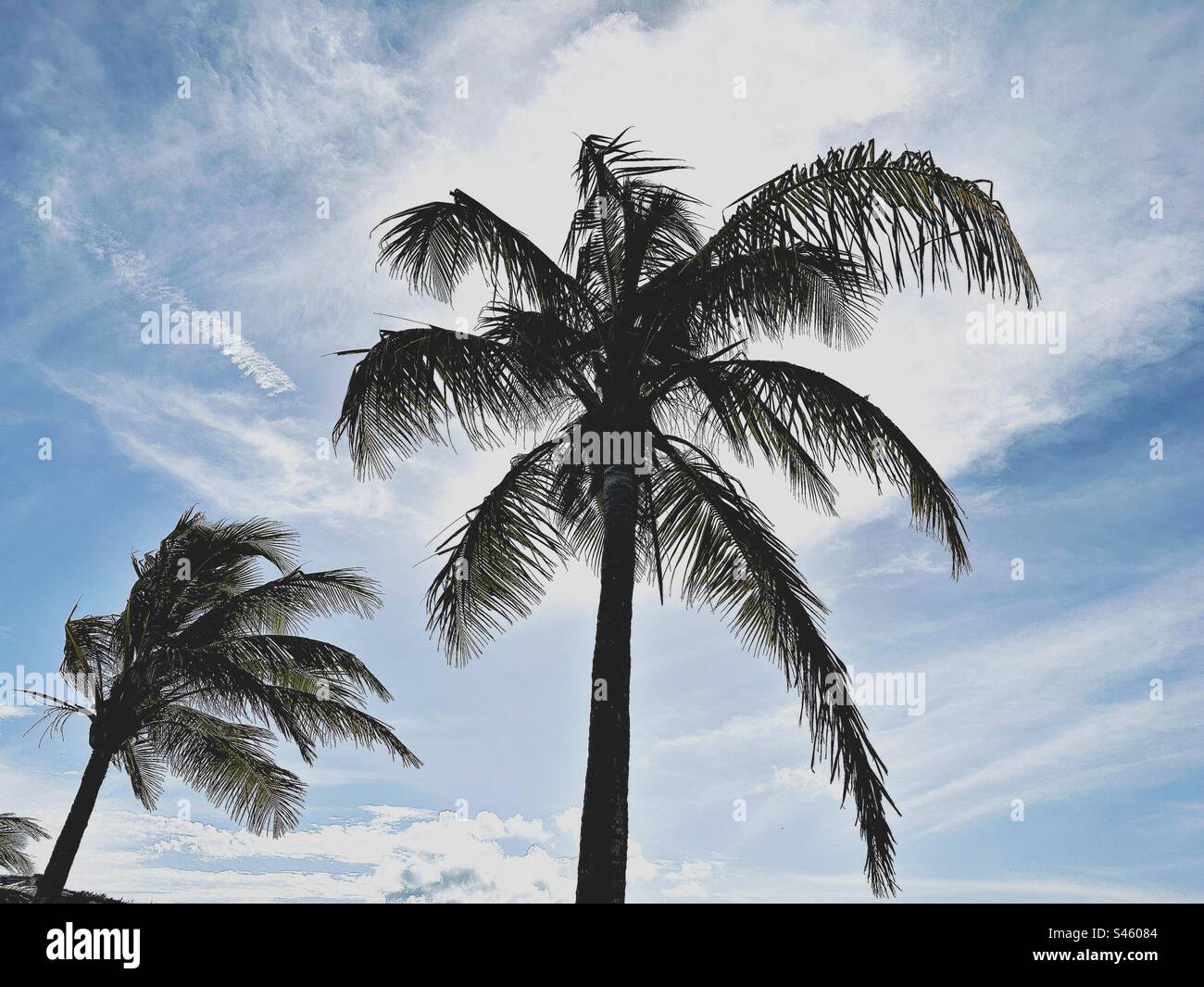 Coconut palms in St. Thomas Virgin Islands Stock Photo