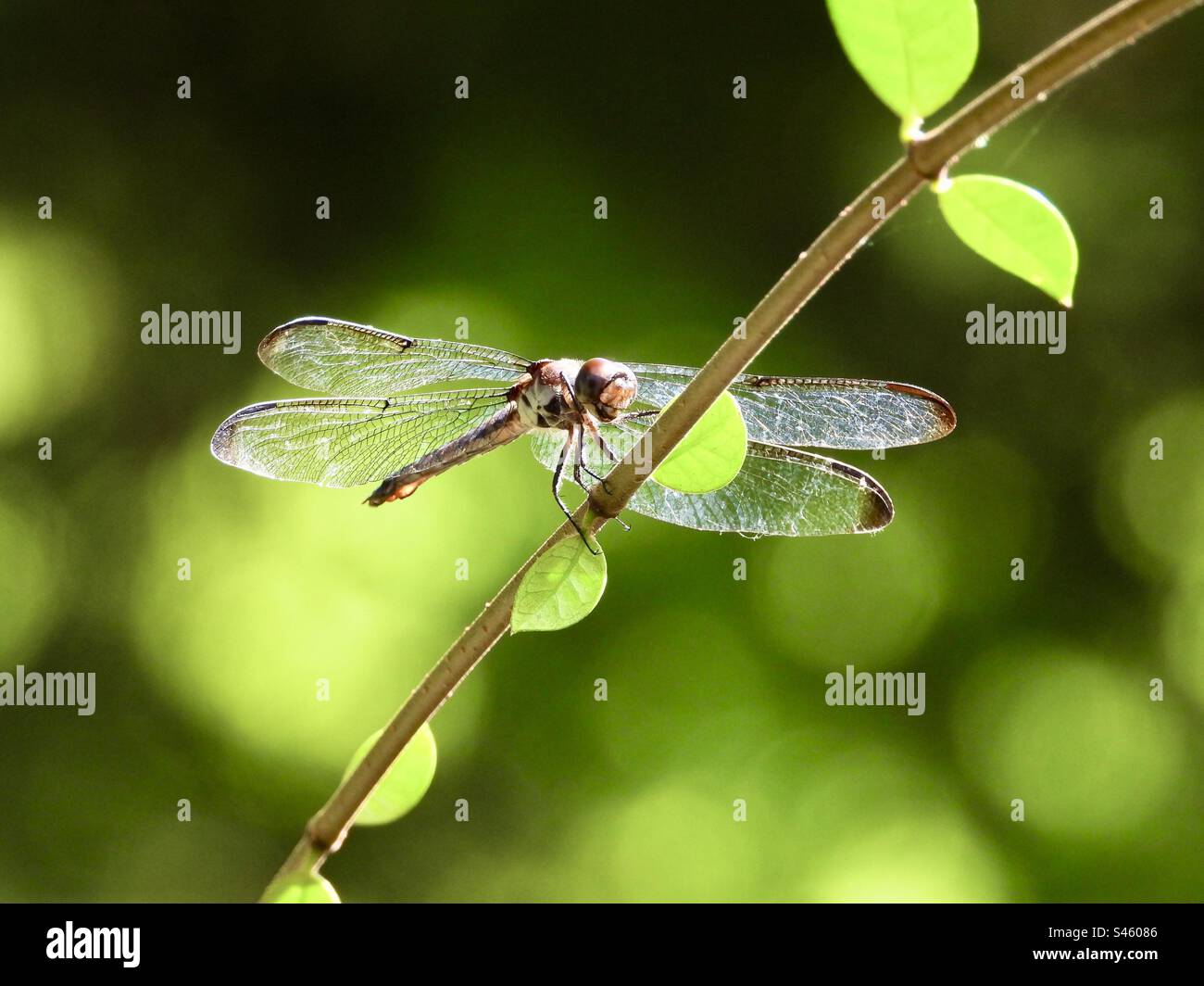Loss of wetland habitat threatens dragonfly populations around the world. Adult dragonflies are characterized by a pair of large, multifaceted, compound eyes, two pairs of strong, transparent wings Stock Photo