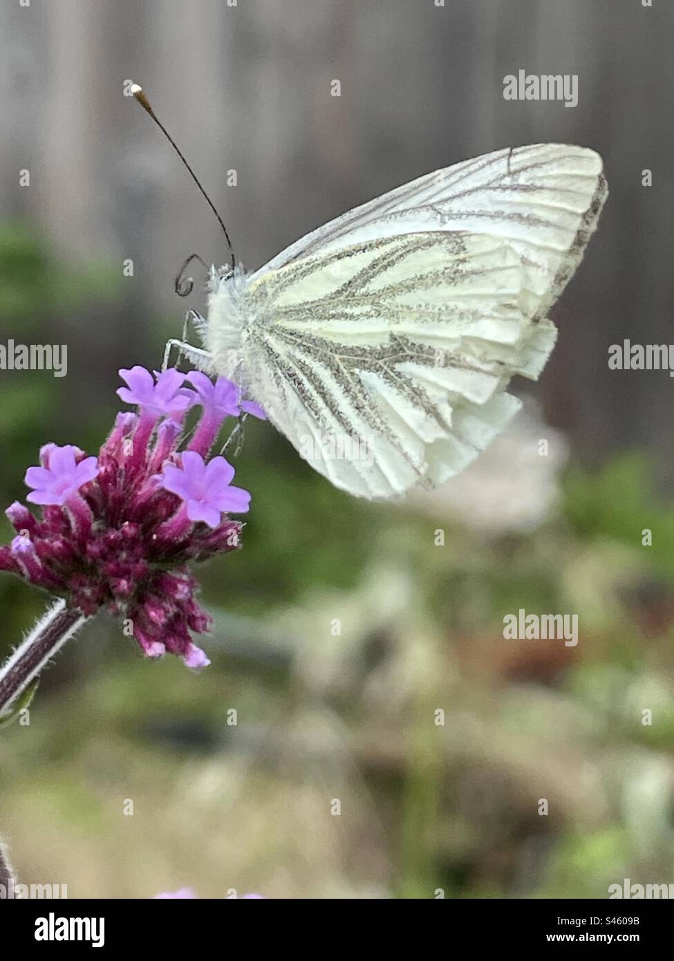 Signs of Summer - Green-veined butterfly on Verbena Bonariensis - Smartphone Captured Stock Image