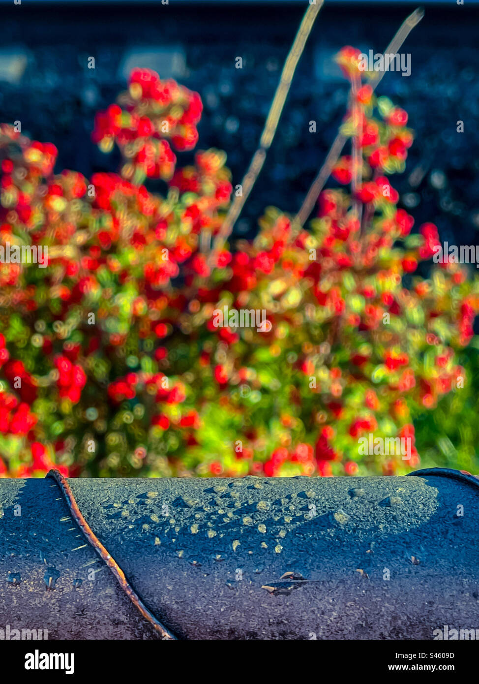 Close-up of rain droplets on metal railing in winter sunshine against blurred background of red, winter berries on bushes beside railroad tracks. - Smartphone Captured Stock Image