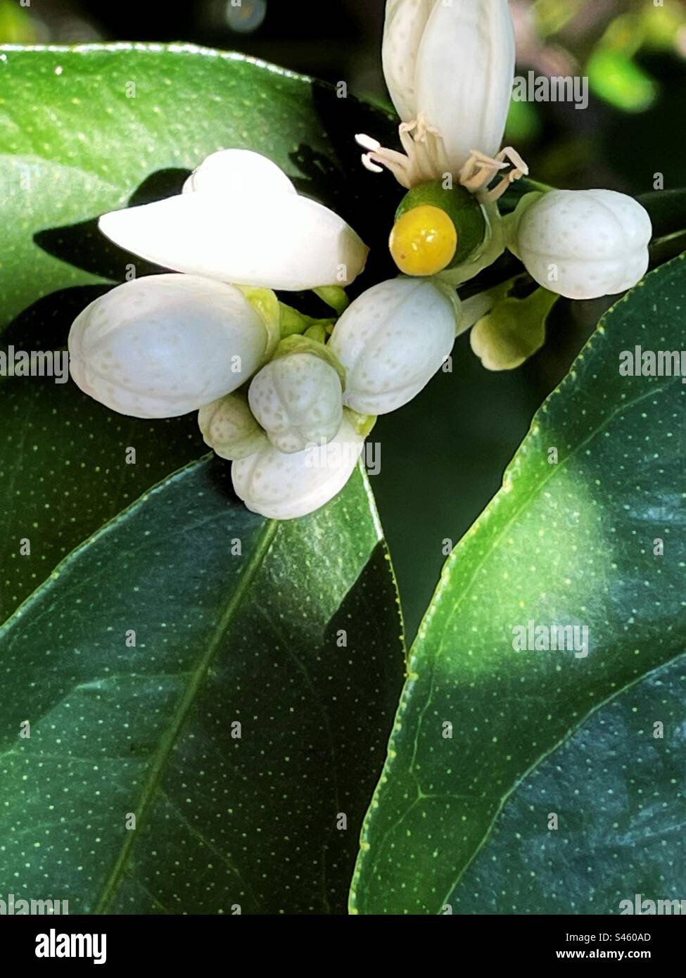 Buds and blossom on lime tree Stock Photo Alamy