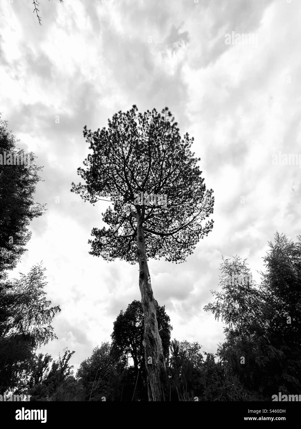 Silhouette of evergreen tree with lower branches removed Stock Photo
