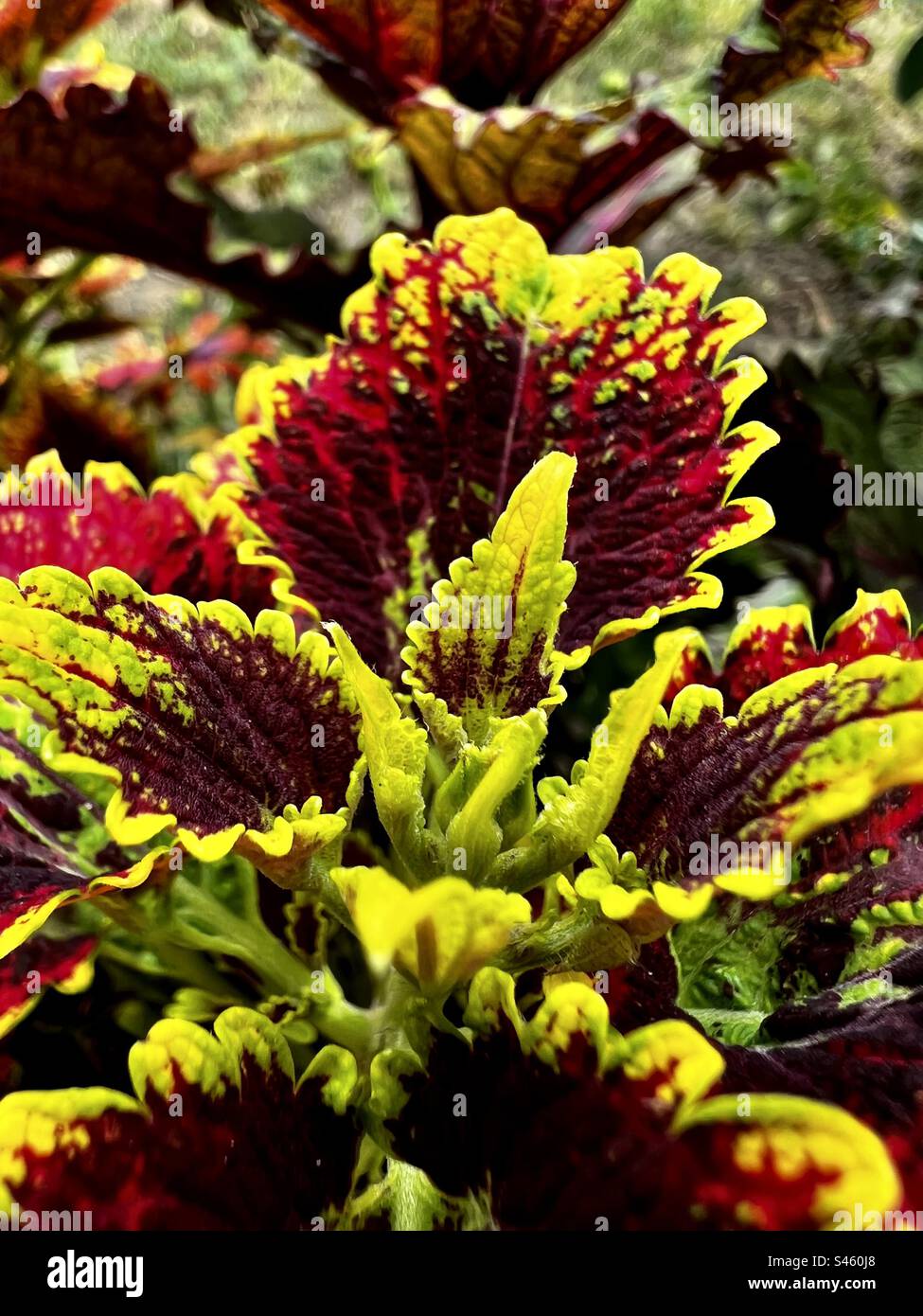 Colourful plant Stock Photo