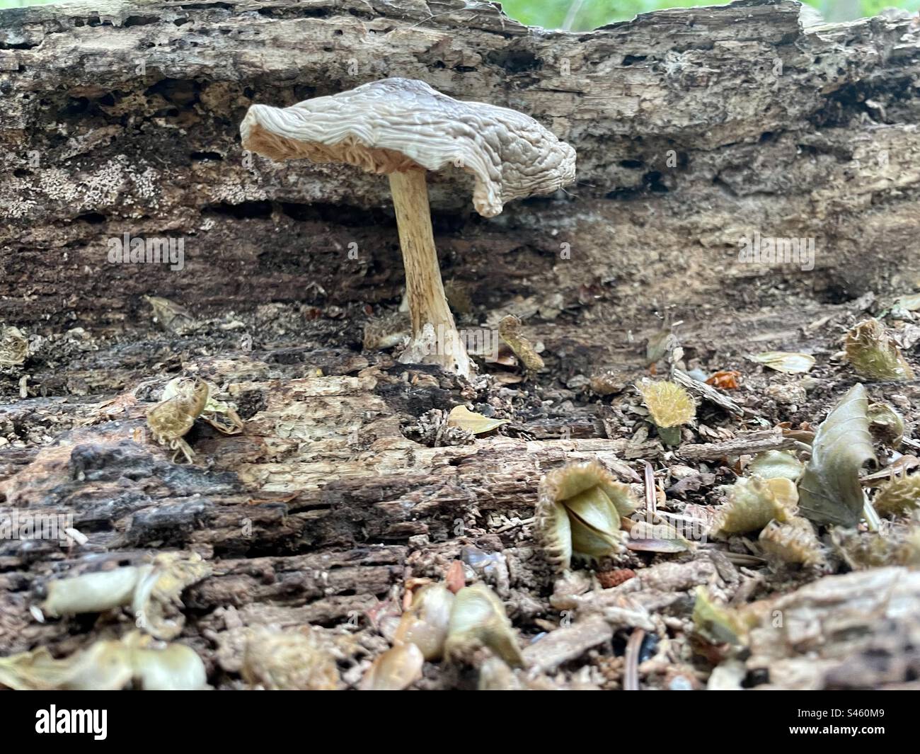Fungus growing on a rotting fallen tree trunk. Stock Photo