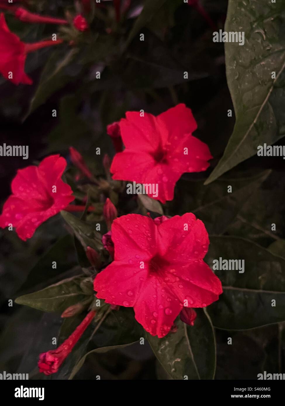 Four o clock flowers in a storm Stock Photo Alamy