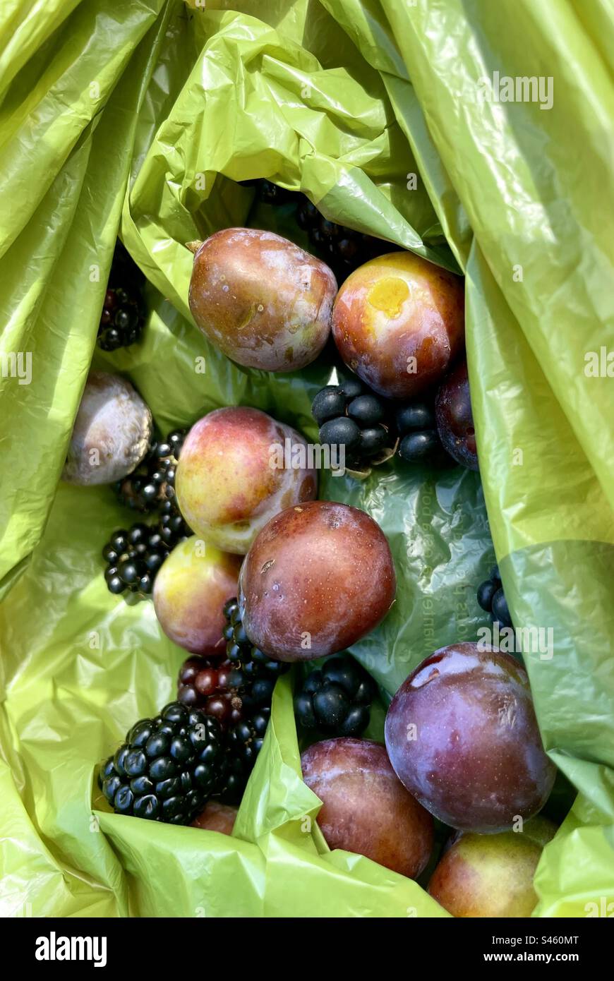 Foraging fruit in a dog poo bag! Stock Photo
