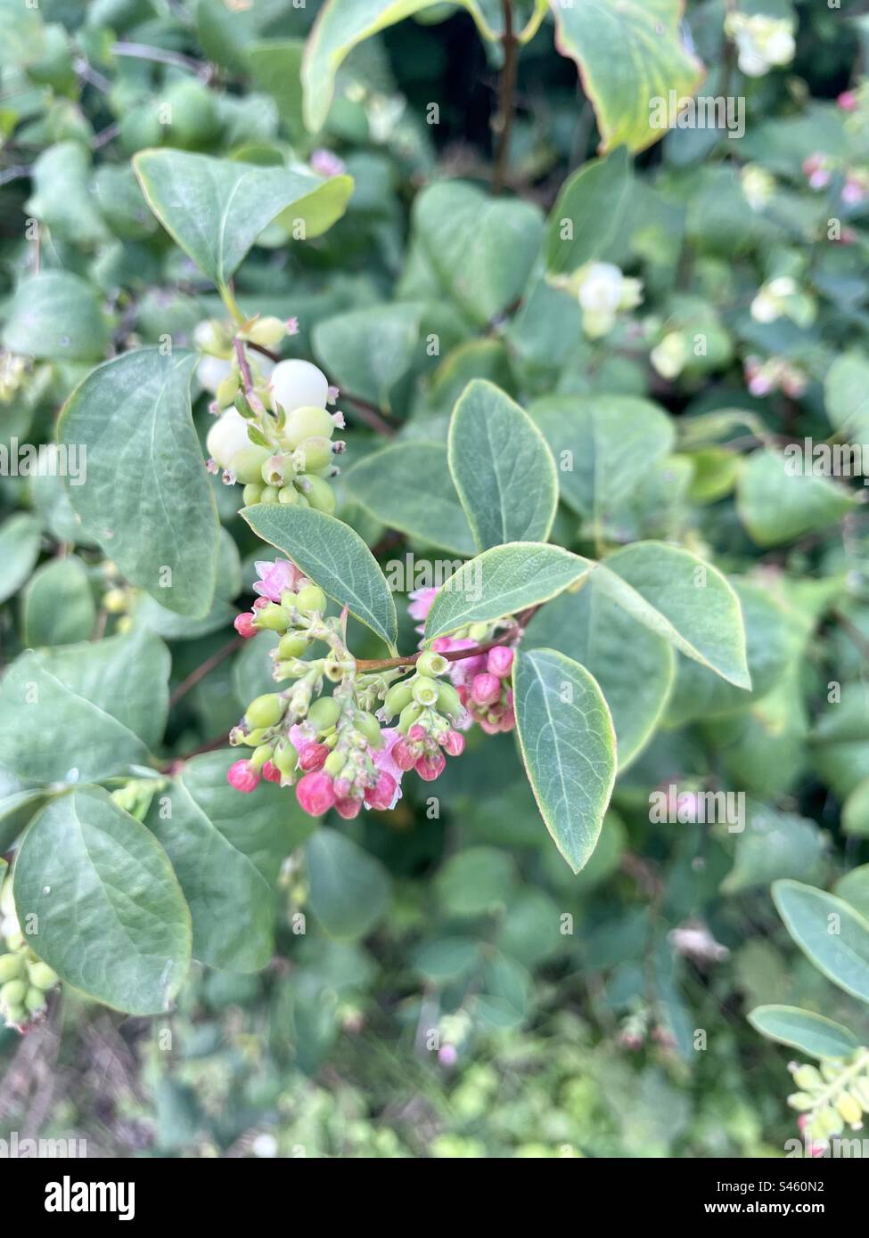 Common Snowberry Bush - Symphoricarpos albus. This bush is a species of flowering plant in the honeysuckle family. Stock Photo