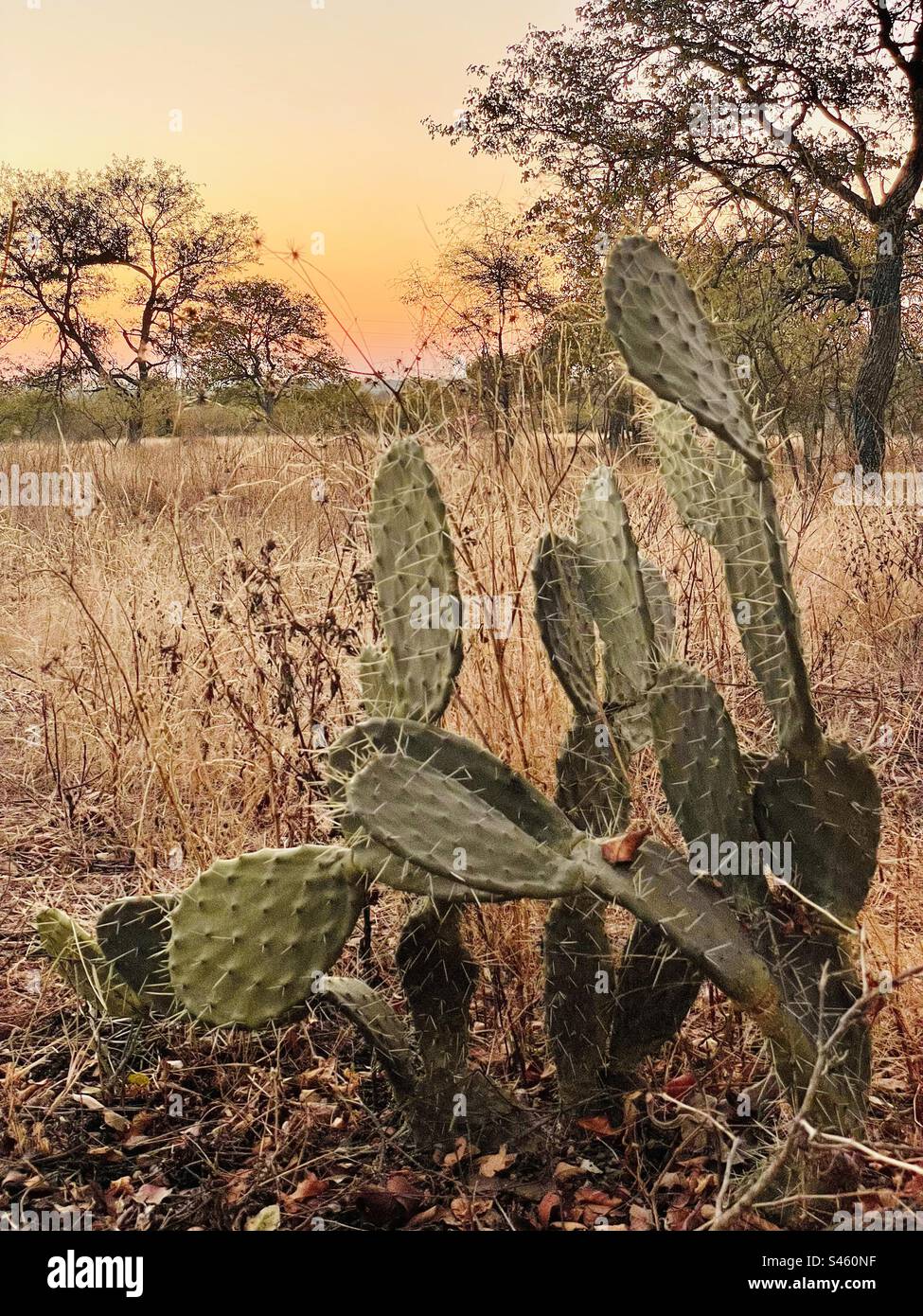 Southafrican sunset with cactus Stock Photo