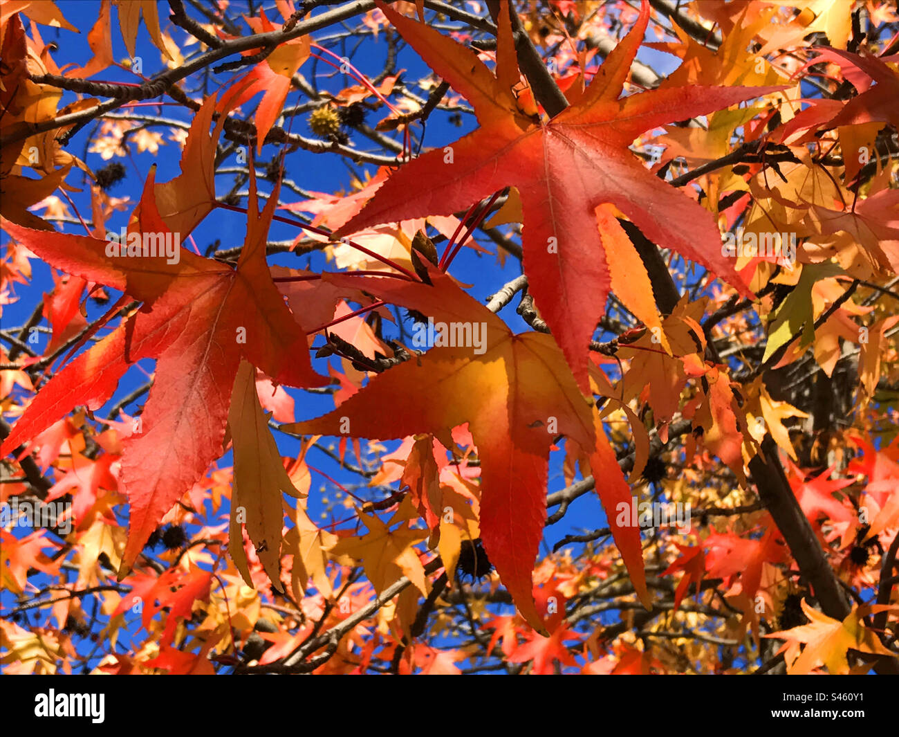 Autumn leaves. - Smartphone Captured Stock Image