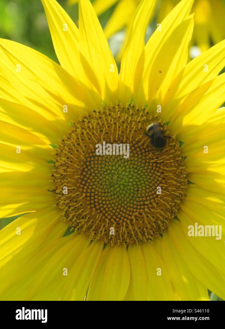 Sunflower with Bee Stock Photo