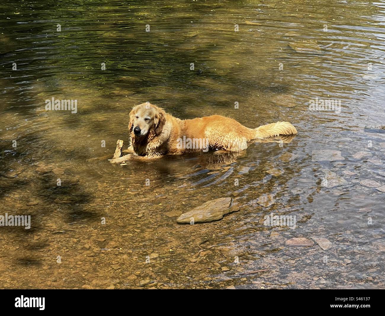 Cooling off, golden retriever river - Smartphone Captured Stock Image