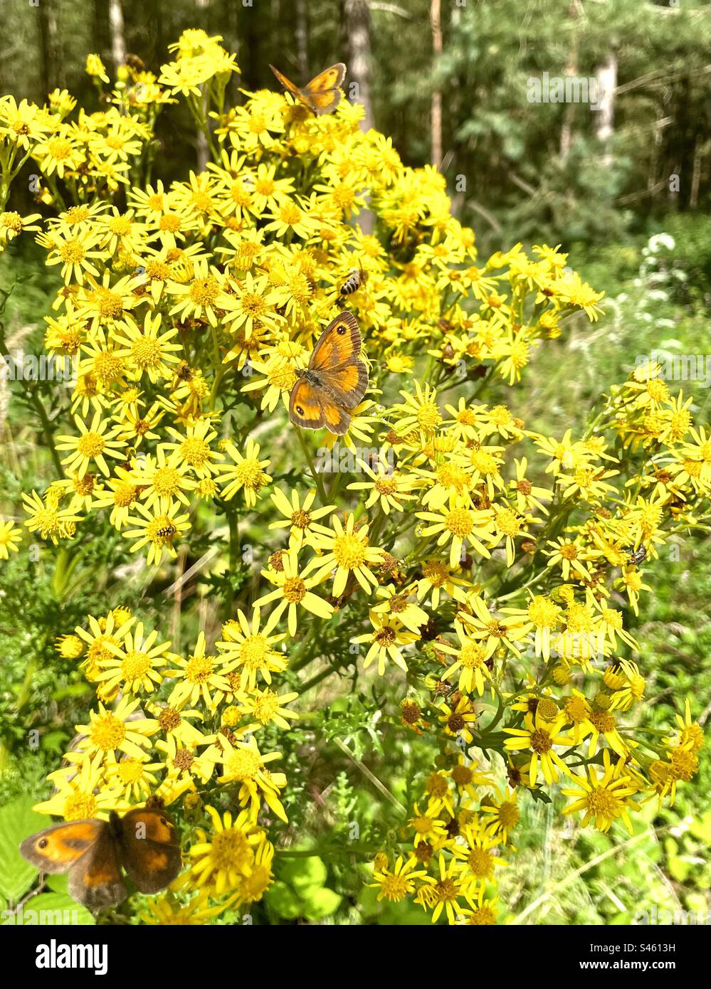 Gatekeeper butterflies (also known as Hedge Brown) feeding on the nectar of the bright yellow flowers of the Jacobaea vulgaris or Senecio jacobaea plant. Stock Photo