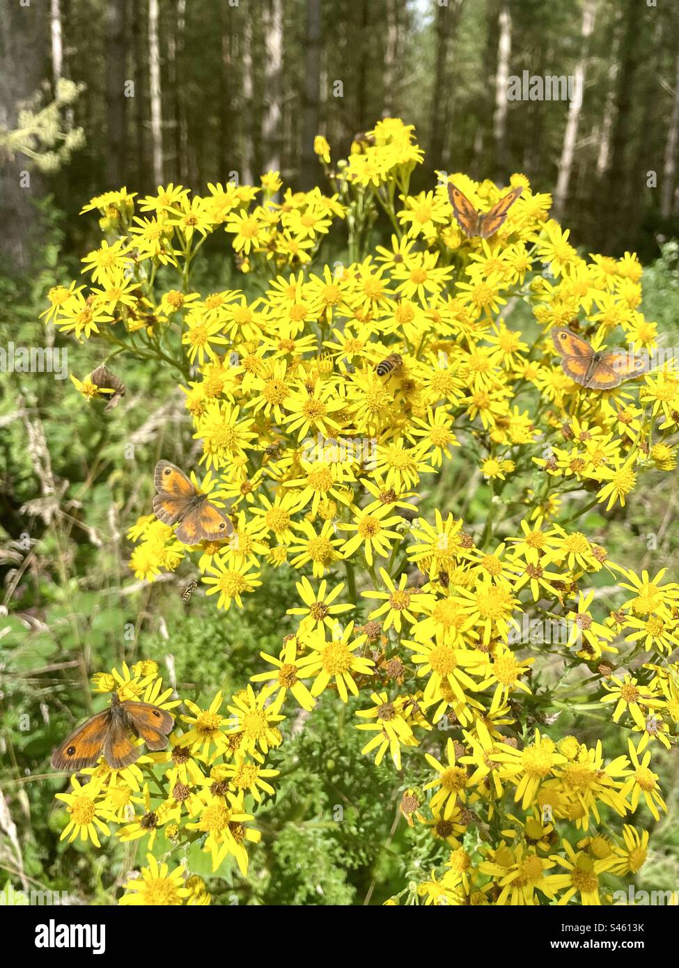 The bright yellow flowers of the Jacobaea vulgaris or Senecio jacobaea plant attracting numbers of the Gatekeeper butterfly (also known as Hedge brown) Stock Photo