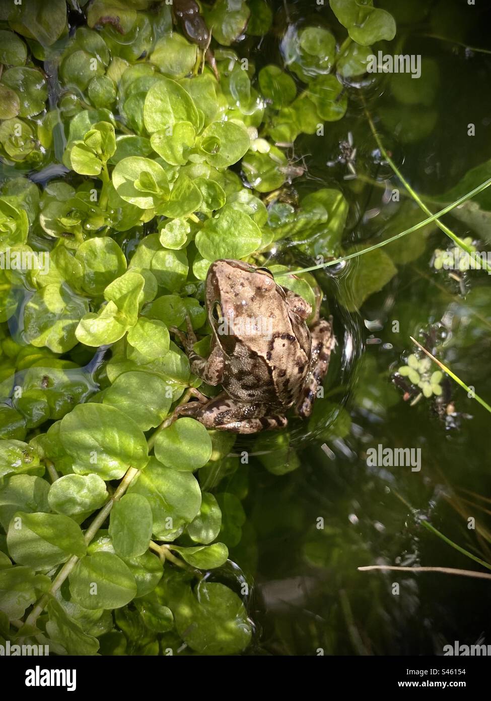 Frog in the pond - Smartphone Captured Stock Image