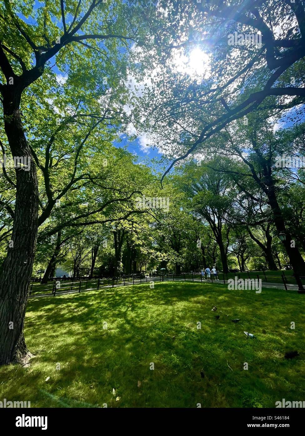 Idyllic scene in a park - Smartphone Captured Stock Image