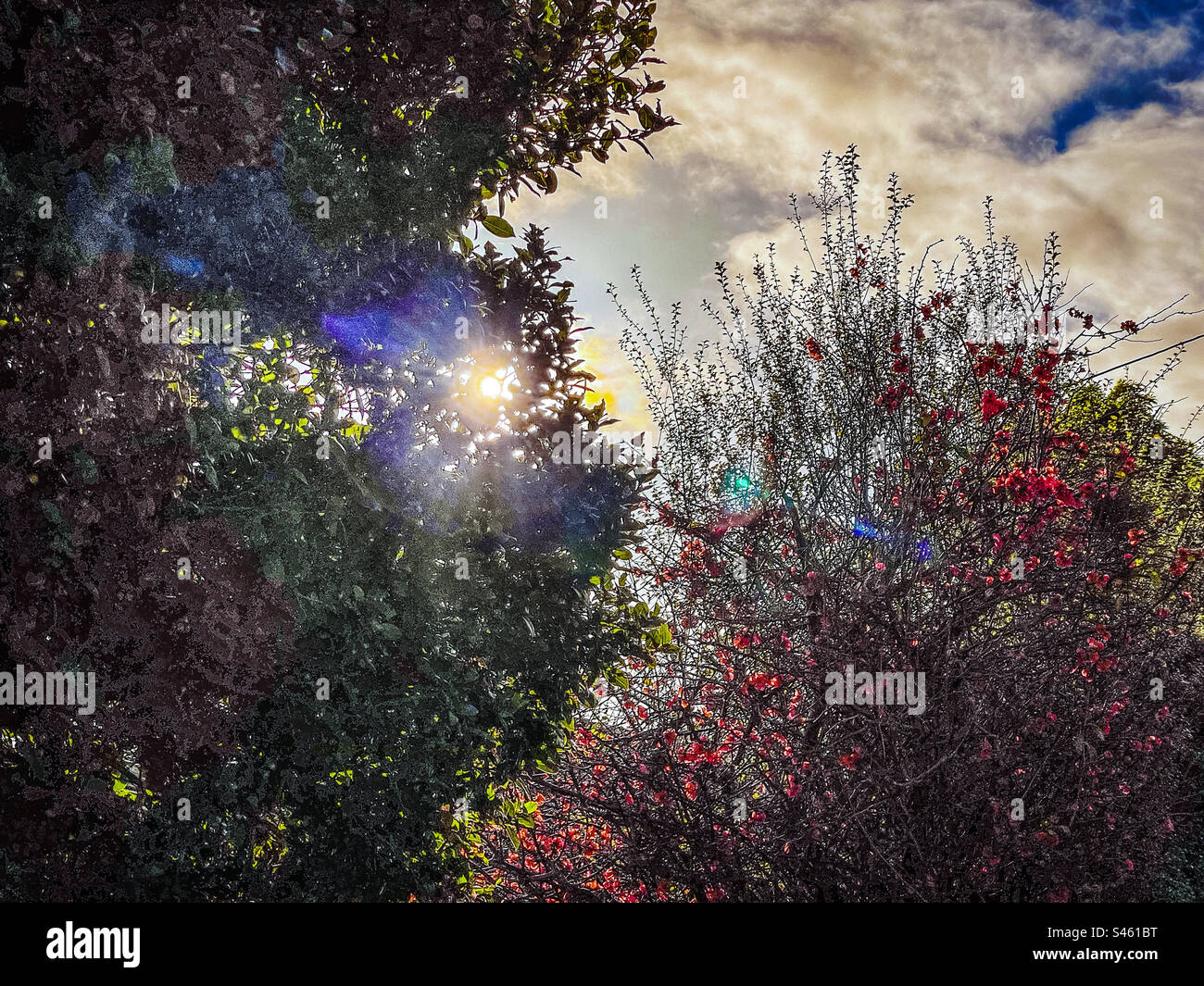 Sunbeam shining through treetop with lens flare onto flowering bushes against cloudy blue sky on a sunny winter day. Tranquil scene. Beauty in nature. Artistic. - Smartphone Captured Stock Image Sunbeam shining through treetop with lens flare onto flowering bushes against cloudy blue sky on a sunny winter day. Tranquil scene. Beauty in nature. Artistic. - Smartphone Captured Stock Image
