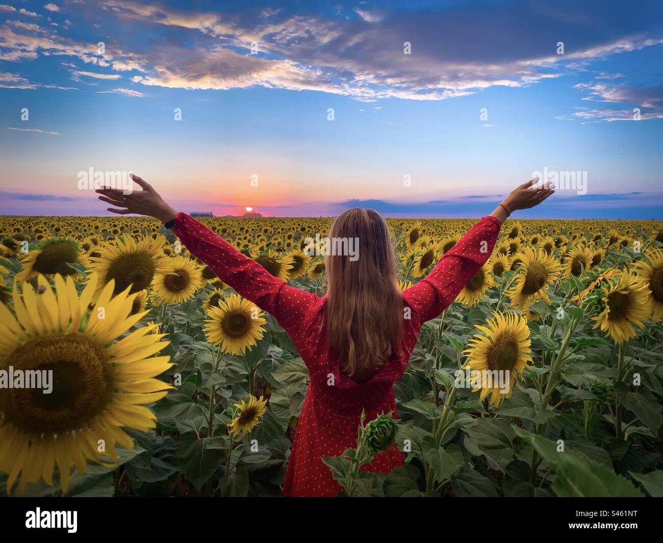 Rear view of woman wearing summer dress being happy in a field of blooming sunflowers - Smartphone Captured Stock Image