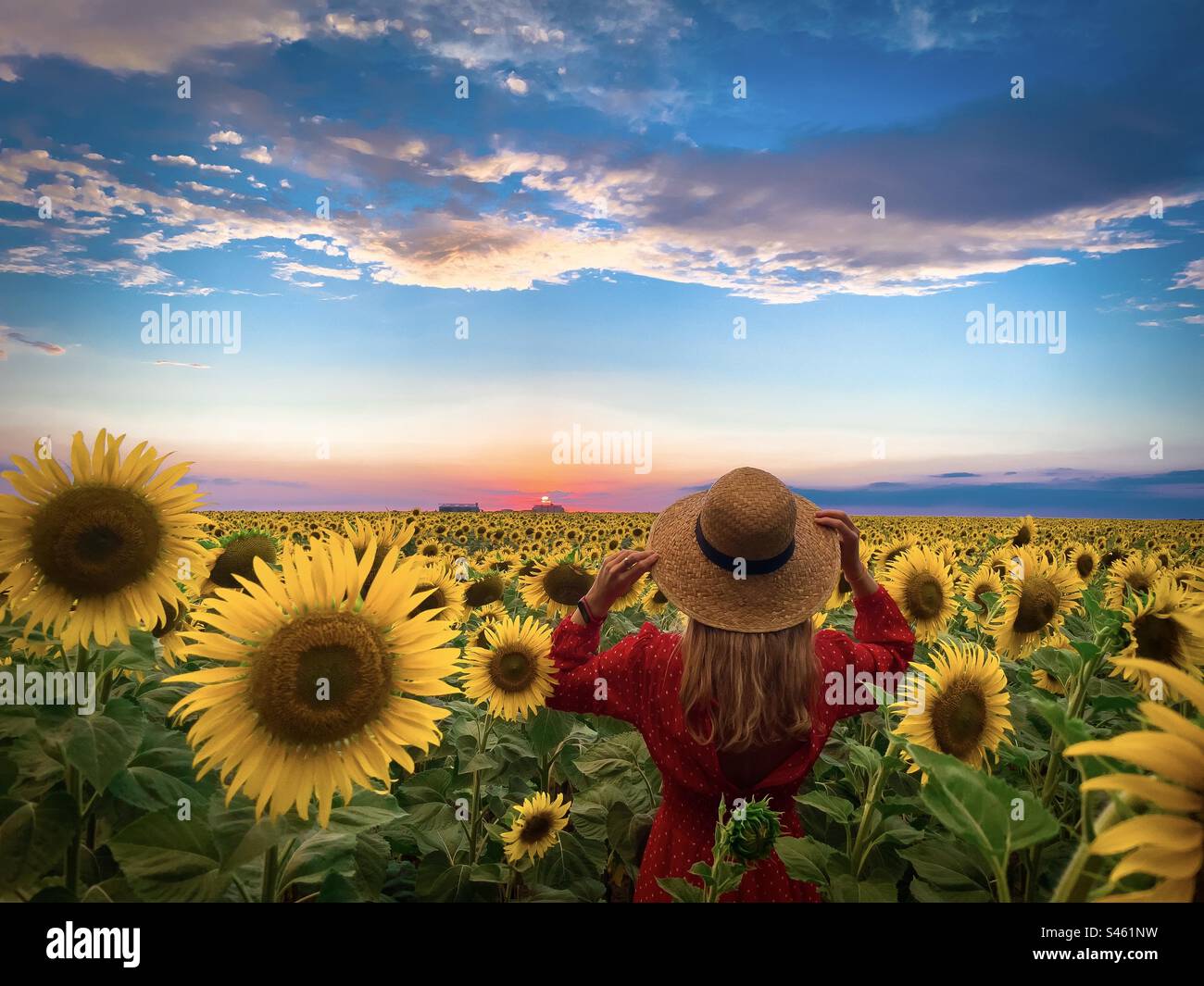 Rear view of woman wearing summer dress and hat being happy in a field of blooming sunflowers - Smartphone Captured Stock Image
