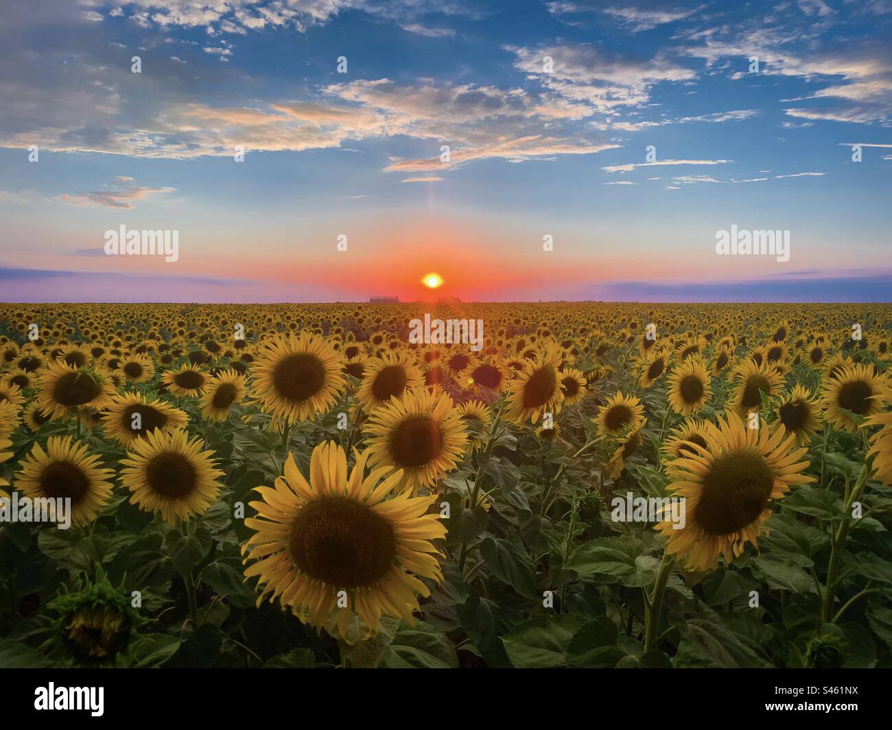 Sunflower field at sunset - Smartphone Captured Stock Image
