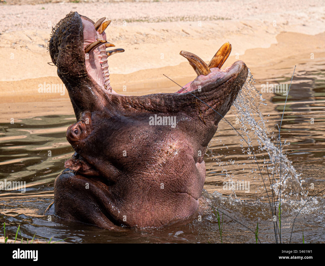 The hippo opens his mouth Stock Photo - Alamy