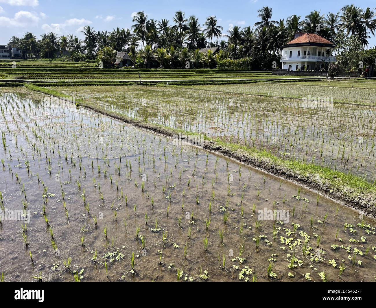 Roce field hi-res stock photography and images - Alamy