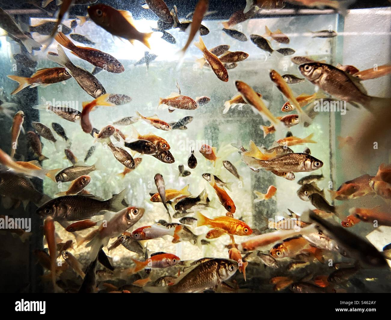 Goldfish at a pet store Stock Photo Alamy