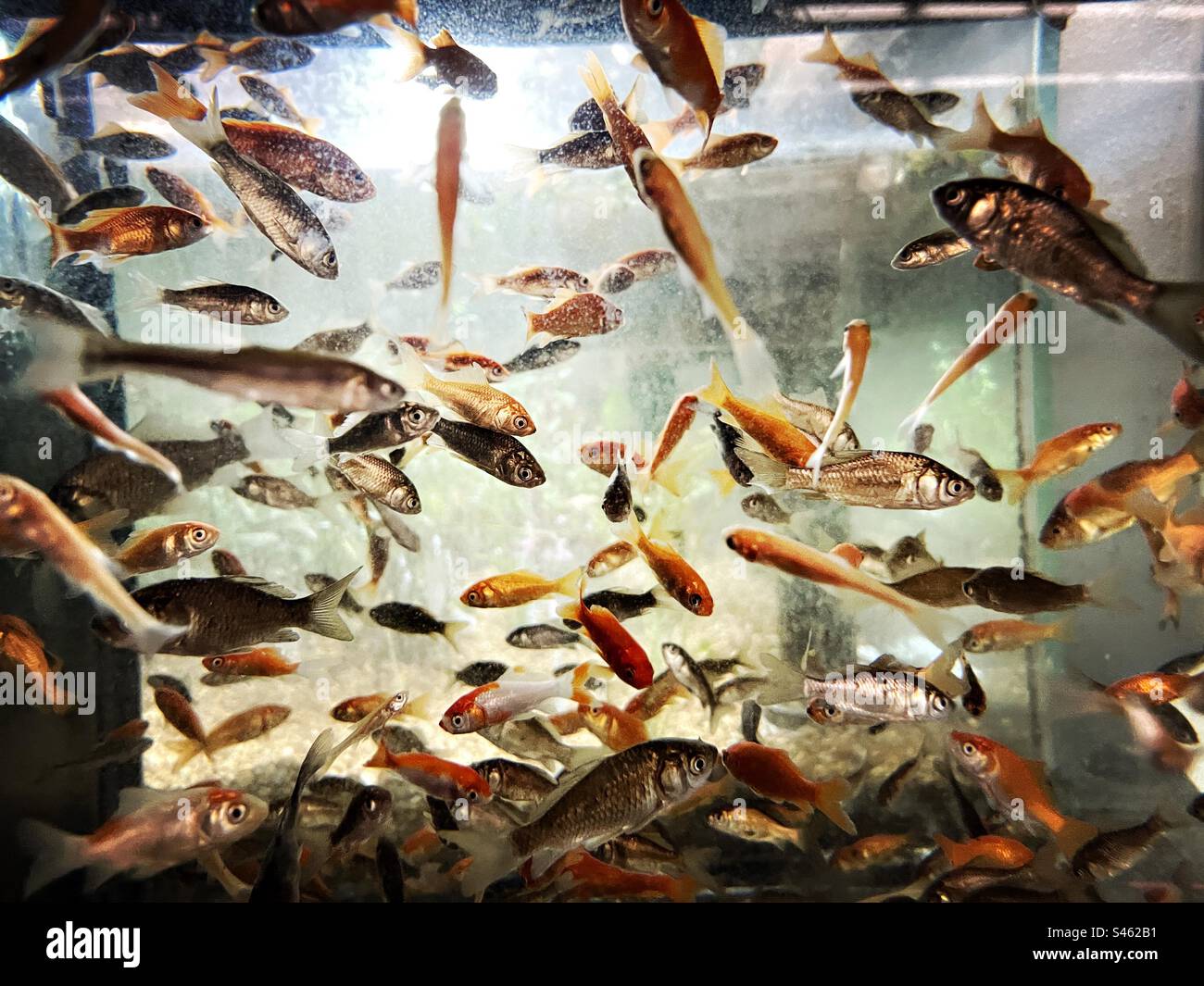 Picture of Goldfish tank hi-res stock photography and images - Alamy