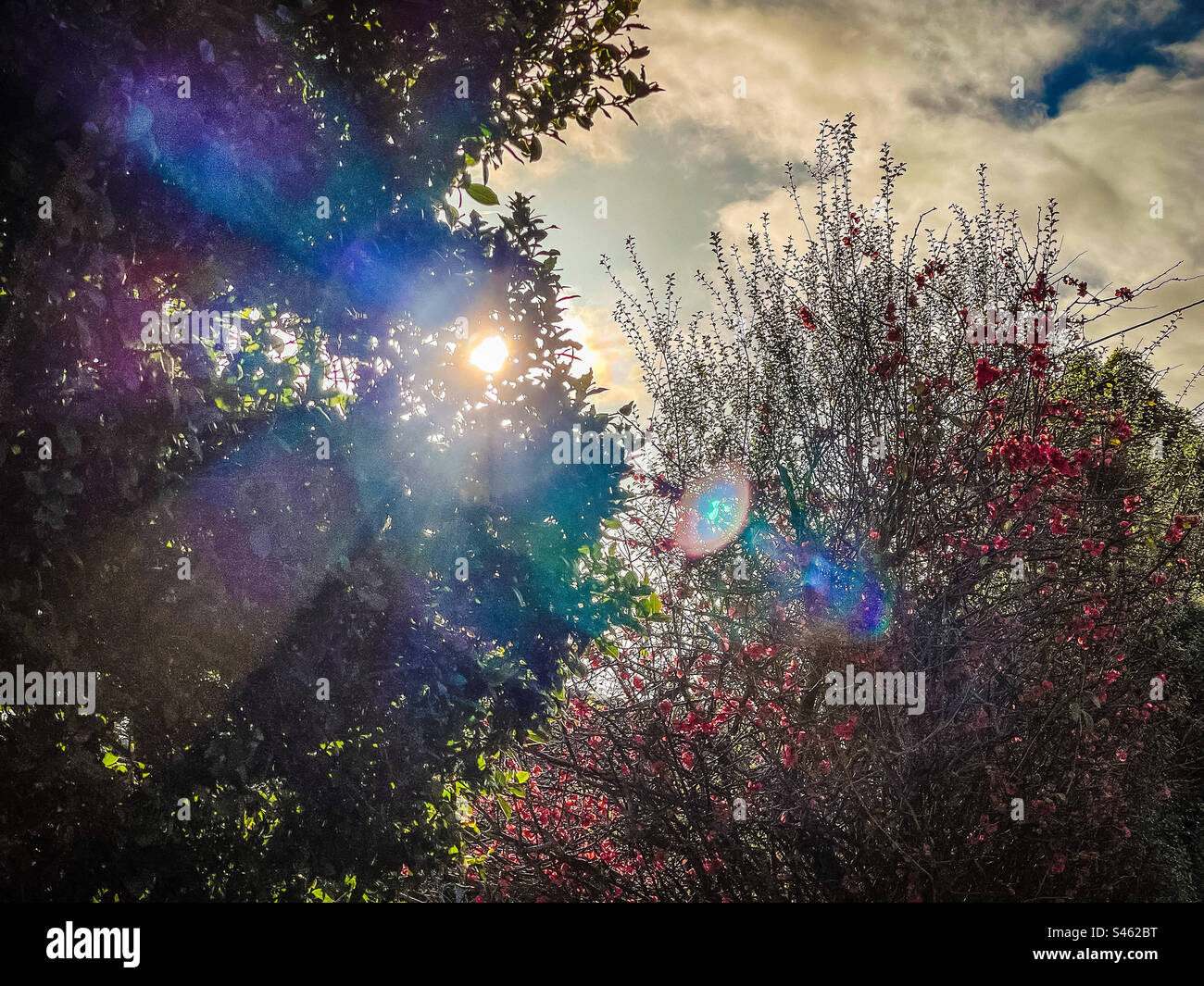 Sun shining through treetop with colorful lens flare onto flowering shrubs against cloudy blue sky. Scenics-nature. Tranquility. - Smartphone Captured Stock Image Sun shining through treetop with colorful lens flare onto flowering shrubs against cloudy blue sky. Scenics-nature. Tranquility. - Smartphone Captured Stock Image