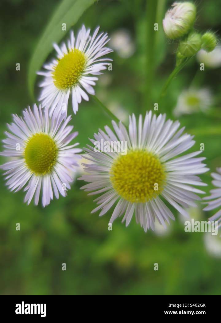 Daisies - Smartphone Captured Stock Image
