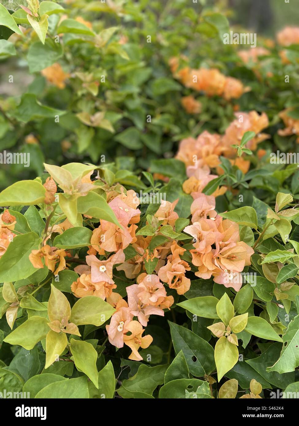Paper flowers or bougainvillea are popular ornamental plants that have many color variants. this flower is very liked by mothers Stock Photo