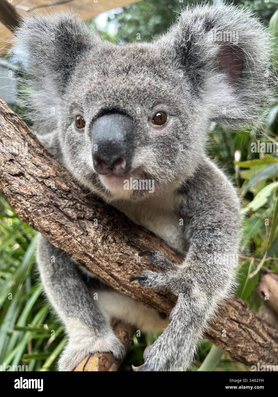 Koala - Smartphone Captured Stock Image