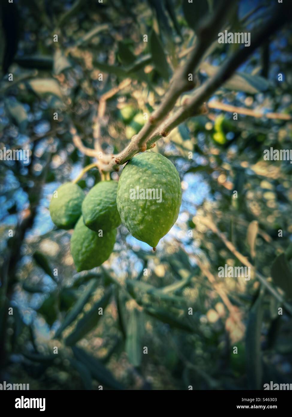 Olive tree shoot hires stock photography and images Alamy