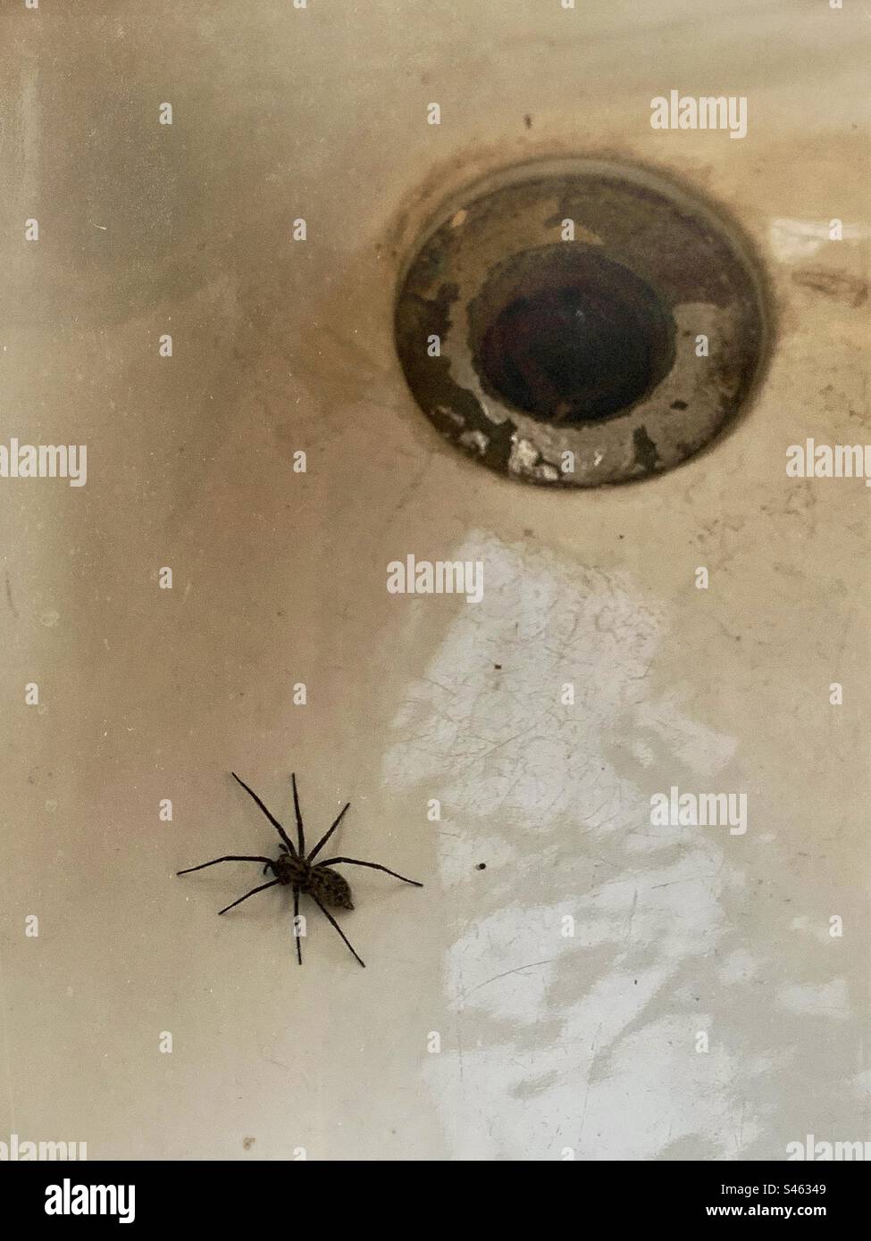 A spider and a plug hole in a ceramic sink - bathroom kitchen plug hole trapped insect Stock Photo
