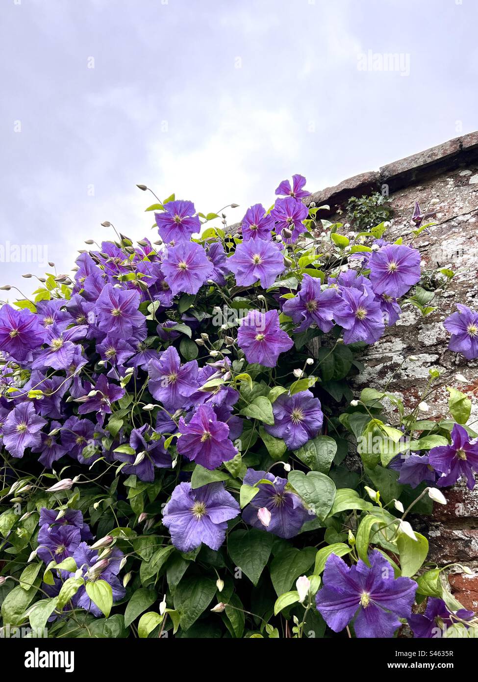 Clematis Perle d’Azur in full flower Stock Photo