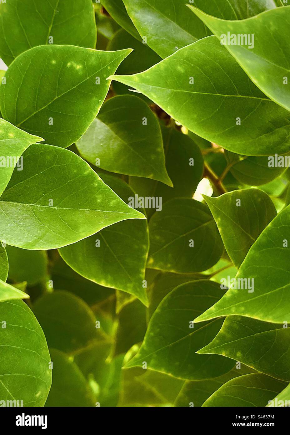 Outdoors photography of the beautiful green leaves. Stock Photo
