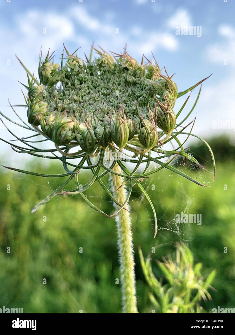 Queen Anne’s Lace flower - Smartphone Captured Stock Image