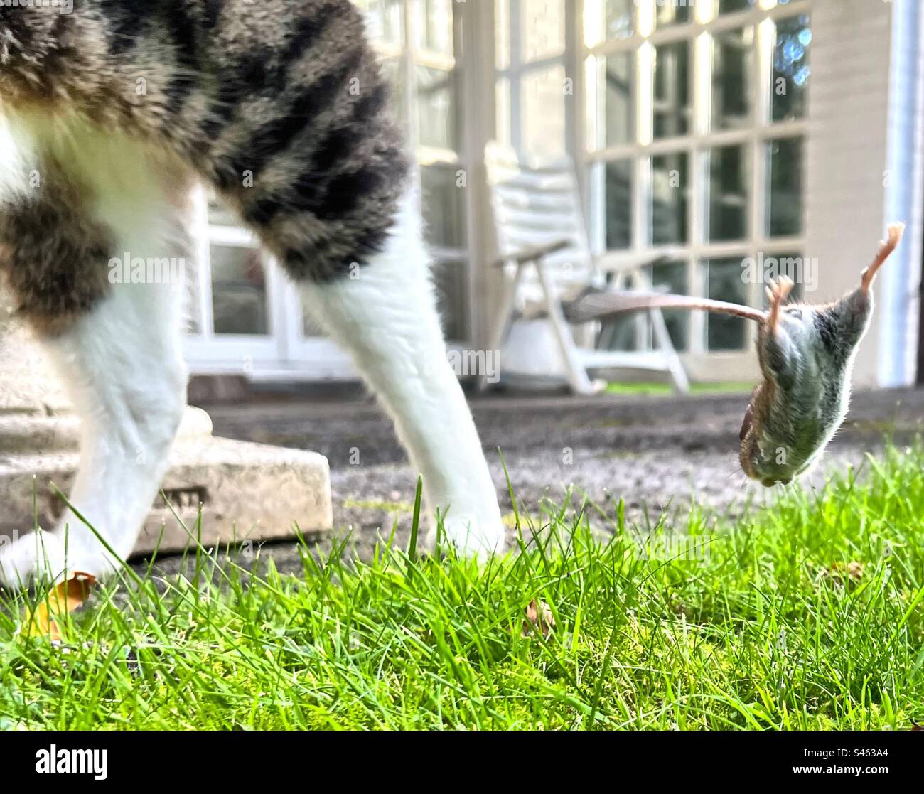 Cat and Mouse performance. - Smartphone Captured Stock Image