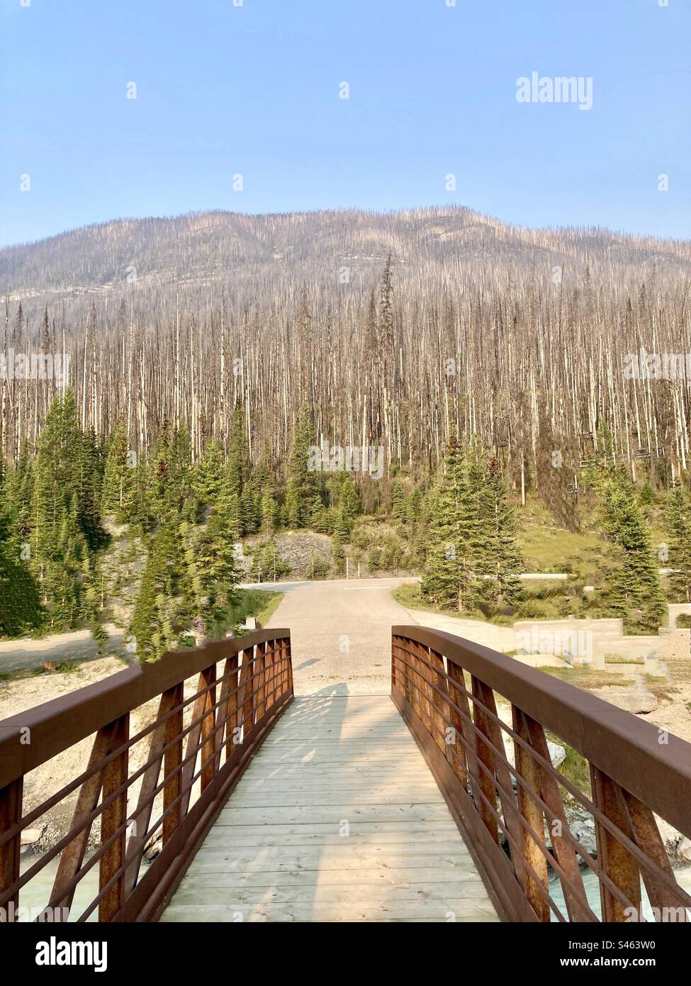 Some of the destroyed forest from wildfires in Kootenay National Park ...