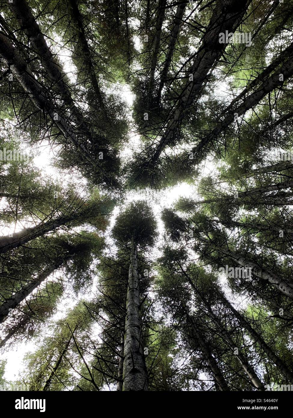 Looking up to the sky through pine trees in a pine forest - Smartphone Captured Stock Image