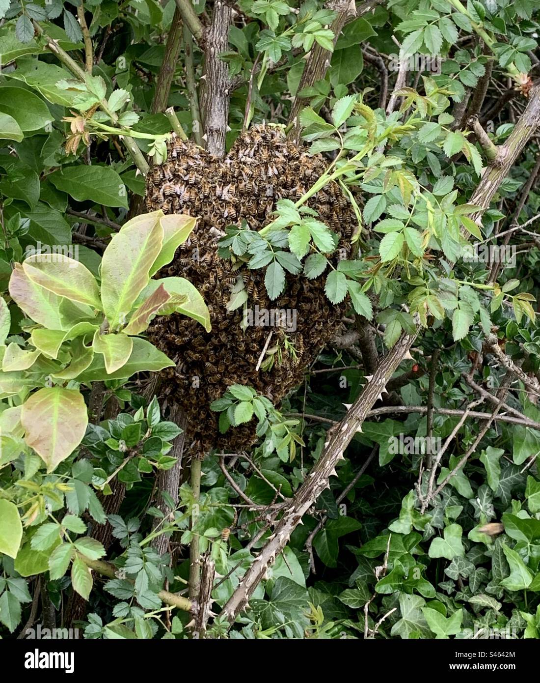 Huge bees nest in bush and brambles - Smartphone Captured Stock Image