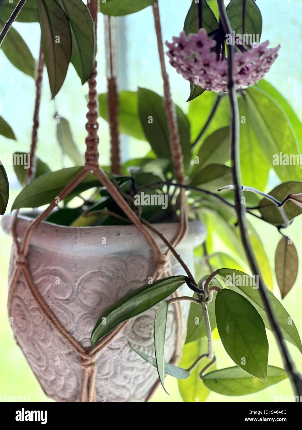 Hoya plant in bloom Stock Photo Alamy